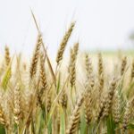 agriculture arable barley close up