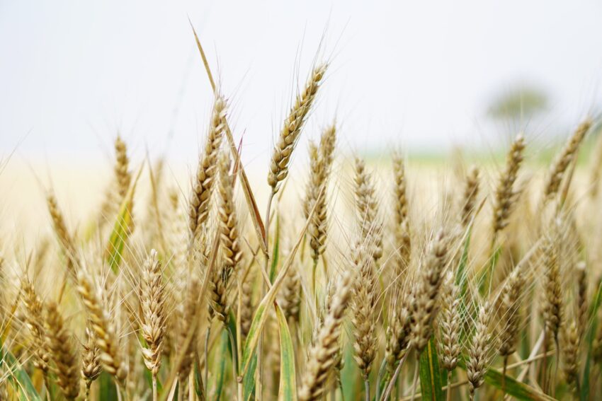 agriculture arable barley close up