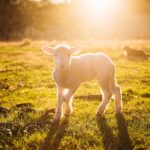 shallow focus photography of white sheep on green grass